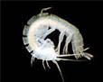 Bahadzia williamsi<AMPHIPOD>