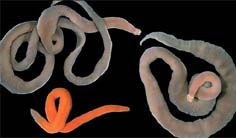 Nemertinea