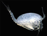 Paramisophria sp.<Copepod>