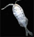 Paramisophria sp.<Copepod>