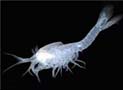 Thermosbaenacean sp.<Copepod>