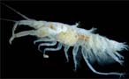 Amphipod