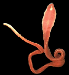 Nemertinea