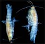 Amphipod