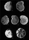 Foraminifera