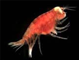 Midwater<AMPHIPODA>